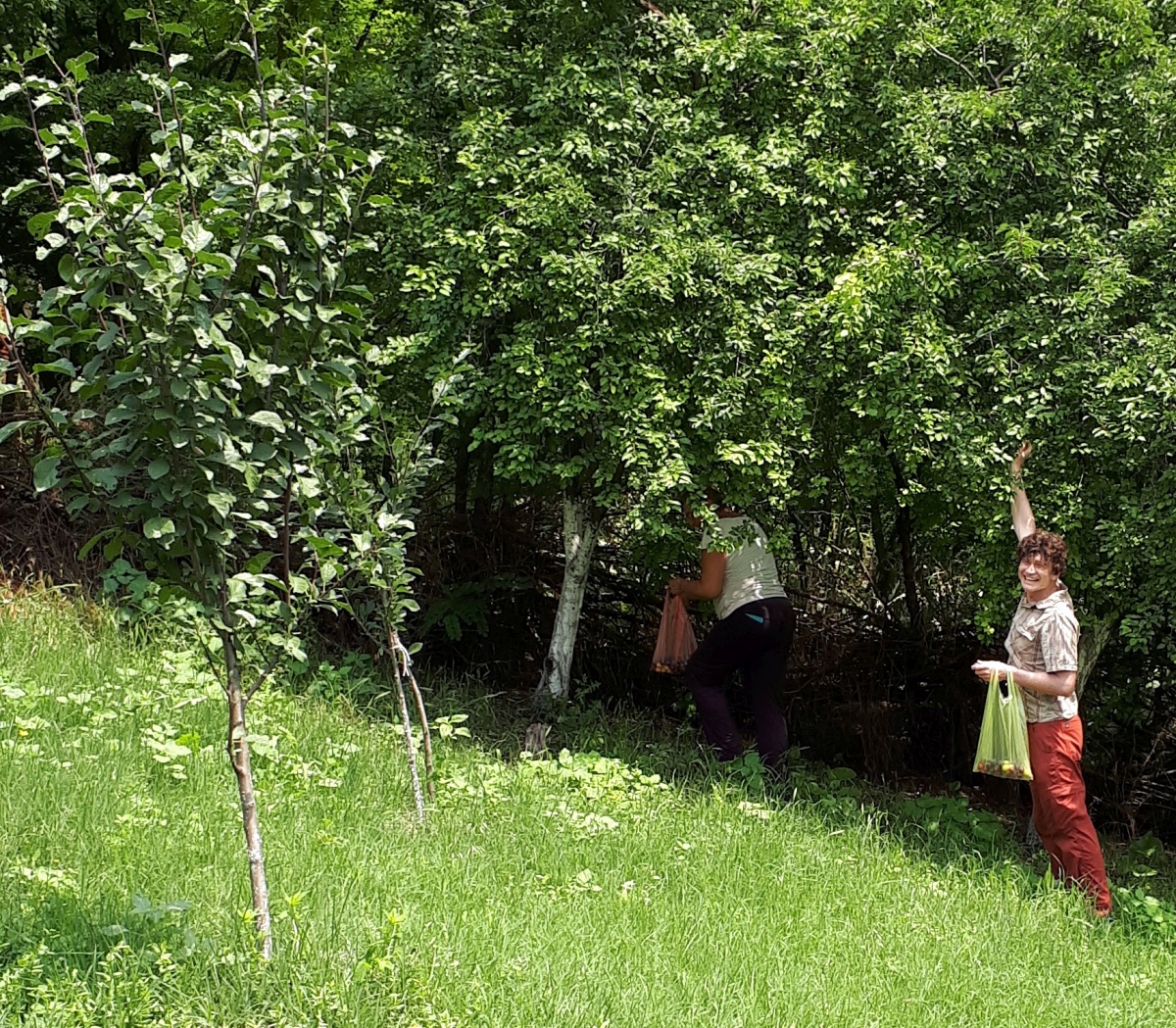 The lovely Serbian woman who hailed us from the side of the road insistated that we depart with some plums in hand, and after a few minutes picking from her orchard, we were loaded.